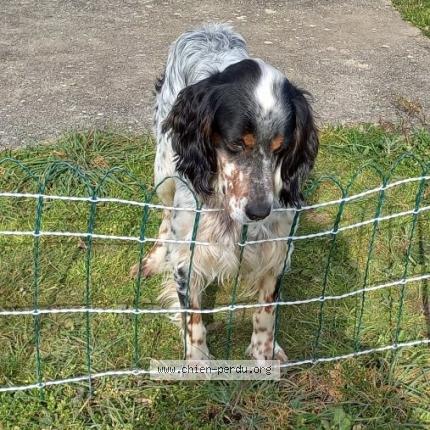 Photo de chien perdu à Saint Jean De Monts