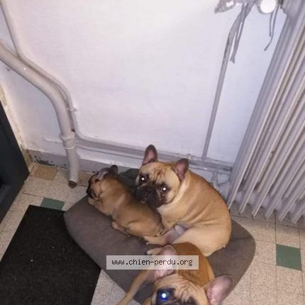 Photo de chien perdu à Le Havre