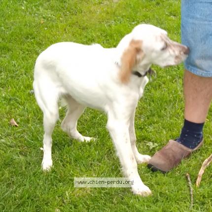 Photo de chien perdu à Sainte Reine De Bretagne
