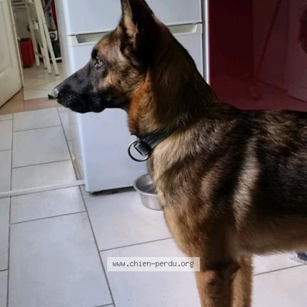 Photo 1/1 Chien retrouvé Perdu à Laleu