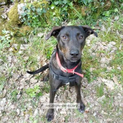 Photo 1/1 Chien retrouvé Perdu à Montfermier