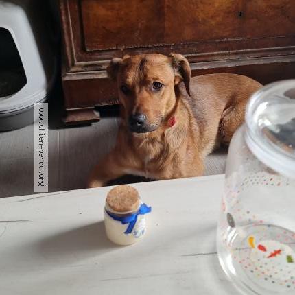 Photo 1/1 Chien retrouvé Perdu à Salles Courbaties