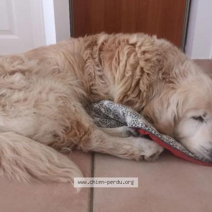 Photo de chien perdu à Beauvoir Sur Niort