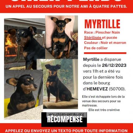 Photo de chien perdu à Hemevez