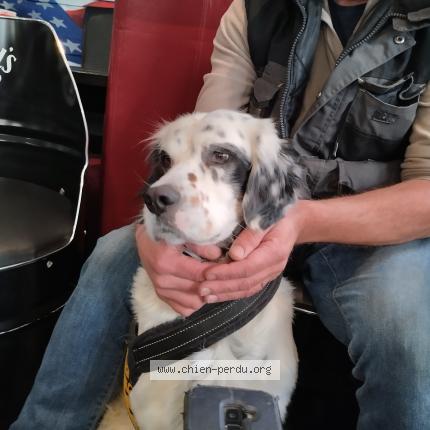 Photo 1/1 Chien retrouvé Perdu à Liffol le petit