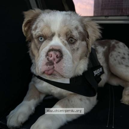 Photo de chien perdu à Baho