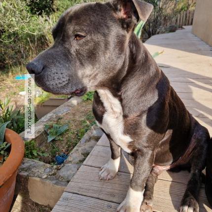 Photo 1/1 Chien retrouvé Perdu à Pegairolles De Bueges