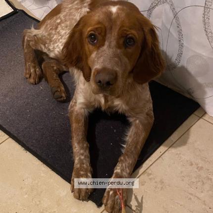 Photo 1/1 Chien retrouvé Perdu à Puyrolland