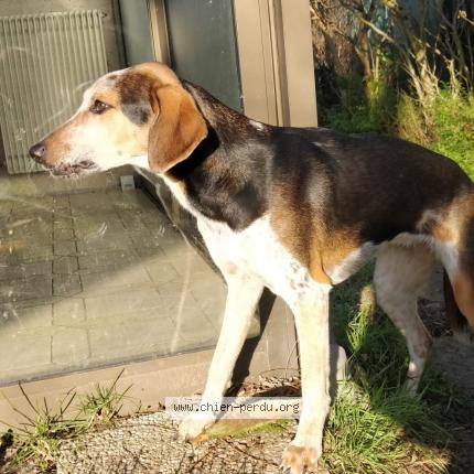 Photo 1/1 Chien retrouvé Perdu à Draveil