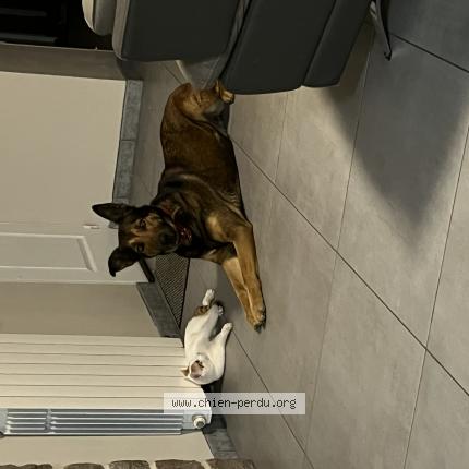 Photo 1/1 Chien retrouvé Perdu à Chassiecq