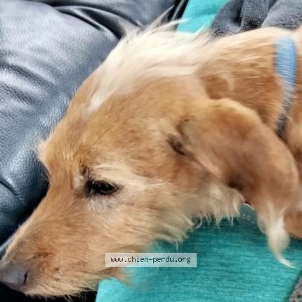 Photo de chien perdu à Dinan