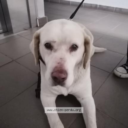 Photo de chien trouvé à Sens