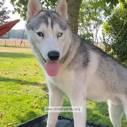 Photo de chien perdu à Bullainville