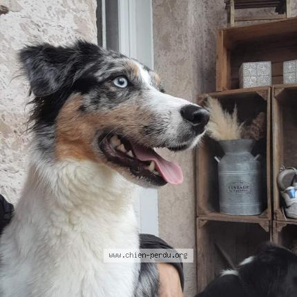 Photo de chien trouvé à Roussillon