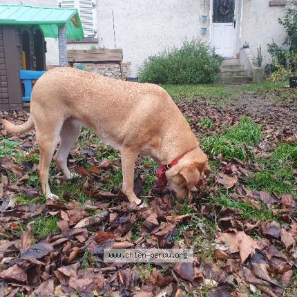 Photo 1/1 Chien retrouvé Trouvé à Ermont
