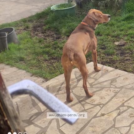 Photo de chien perdu à Minzac Guinet