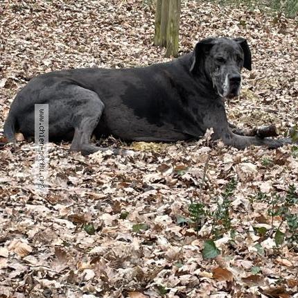 Photo 1/1 Chien retrouvé Perdu à Maulezun d armagnac