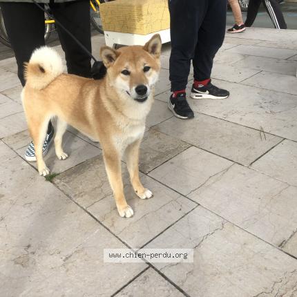 Photo de chien trouvé à La Tranche Sur Mer