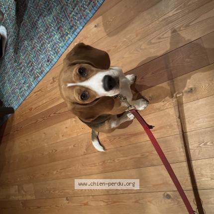 Photo de chien trouvé à Briancon