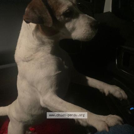 Photo de chien trouvé à Brignon