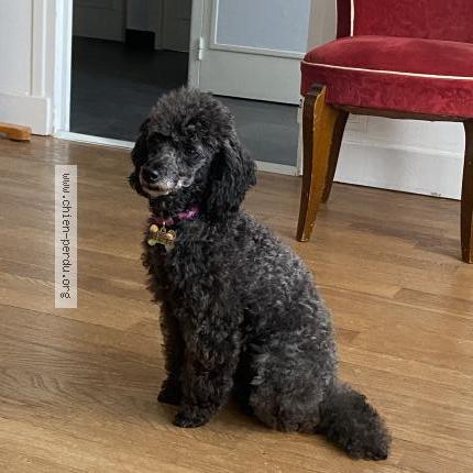 Photo de chien perdu à Colombelles