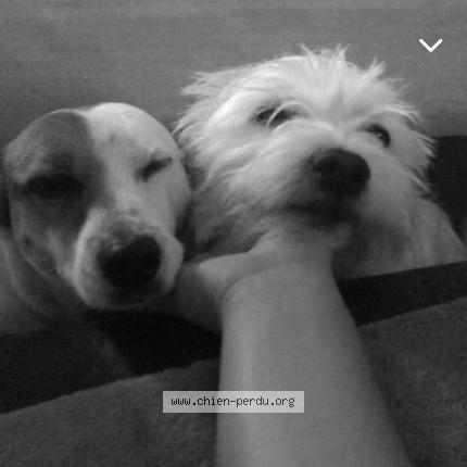 Photo de chien perdu à Ansouis