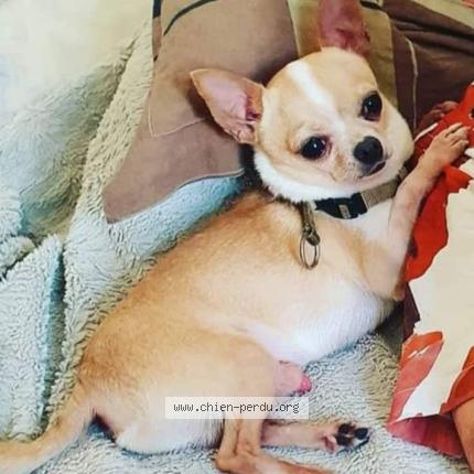Photo de chien perdu à Gagny