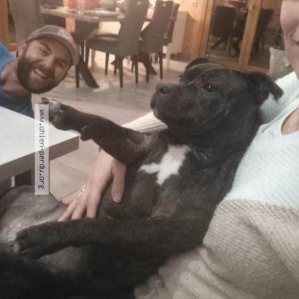 Photo de chien perdu à Saint Gervais Les Bains