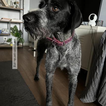 Photo de chien trouvé à Le Blanc Mesnil