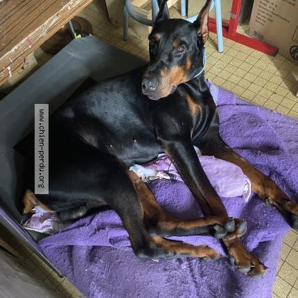 Photo de chien perdu à Gaudent Sacoue Aveux Crechet