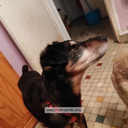 Photo de chien perdu à Argentan