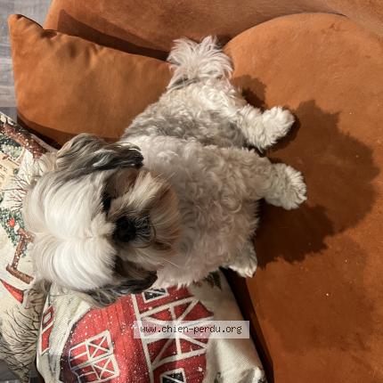 Photo de chien trouvé à Toulon