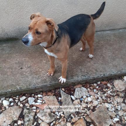 Photo de chien trouvé à Saint Ambroix
