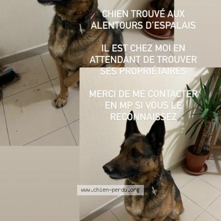 Photo 1/1 Chien retrouvé Trouvé à Espalais