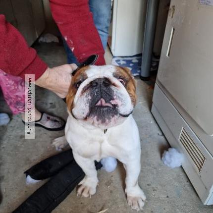 Photo 1/1 Chien retrouvé Trouvé à Port villez