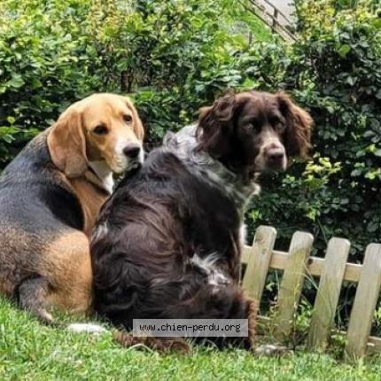 Photo 1/1 Chien retrouvé Perdu à Ville En Sallaz