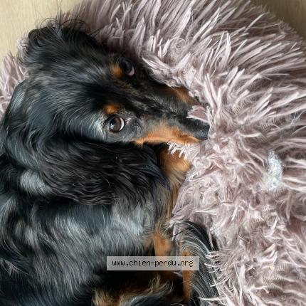 Photo 1/1 Chien retrouvé Perdu à Nanterre