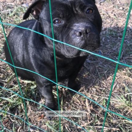 Photo de chien perdu à Aramon