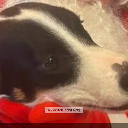 Photo de chien perdu à Daux