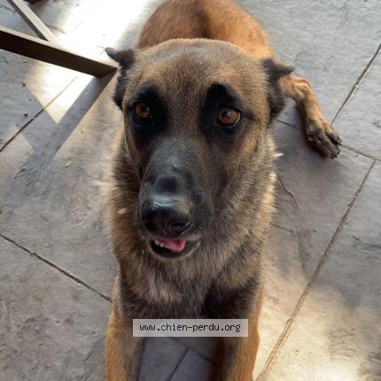 Photo de chien perdu à Pierrelatte
