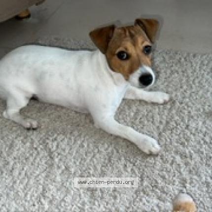 Photo 1/1 Chien retrouvé Perdu à 92500 Rueil Malmaison