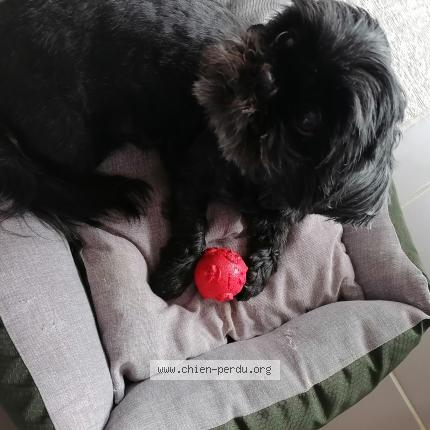 Photo 1/1 Chien retrouvé Perdu à Poitiers