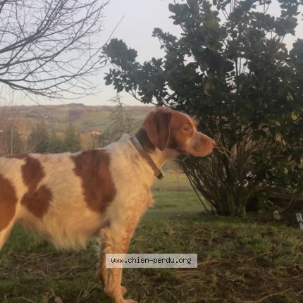 Photo 1/1 Chien retrouvé Perdu à Luchon