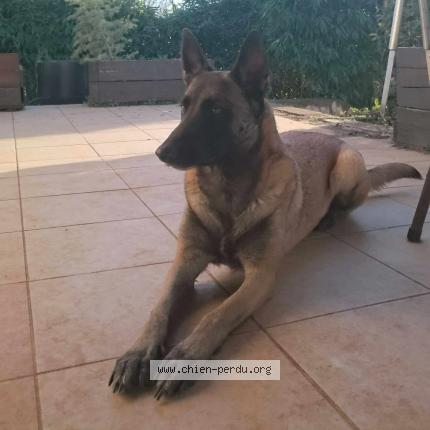 Photo 1/1 Chien retrouvé Perdu à Bouillac