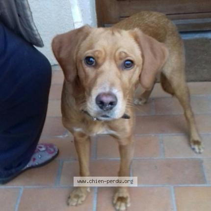 Photo de chien trouvé à Prades Le Lez