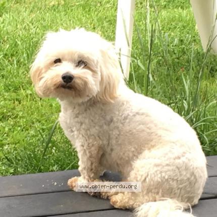 Photo de chien perdu à Epertully