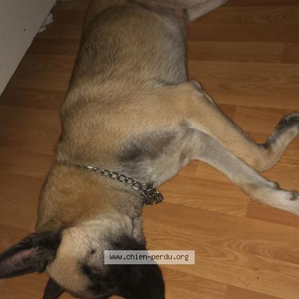 Photo de chien perdu à La Chapelle Sur Loire