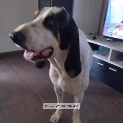 Photo de chien perdu à Cour Et Buis