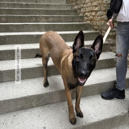 Photo de chien perdu à Orgon