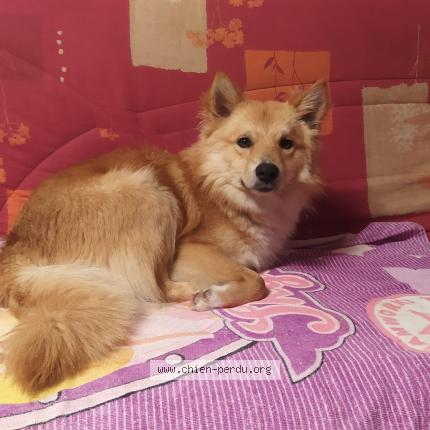 Photo de chien perdu à Le Rouret